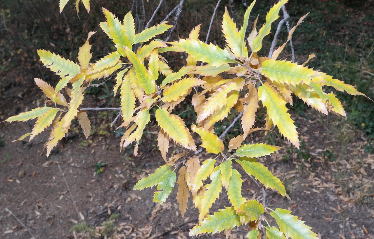 Изображение особи Quercus libani.