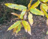 Quercus libani
