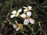 Arabidopsis подвид borbasii