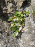 Silene pygmaea. Вегетирующее растение. Северная Осетия, Алагирский р-н, гора Дашсар, ок. 2600 м н.у.м., скала. 07.08.2021.