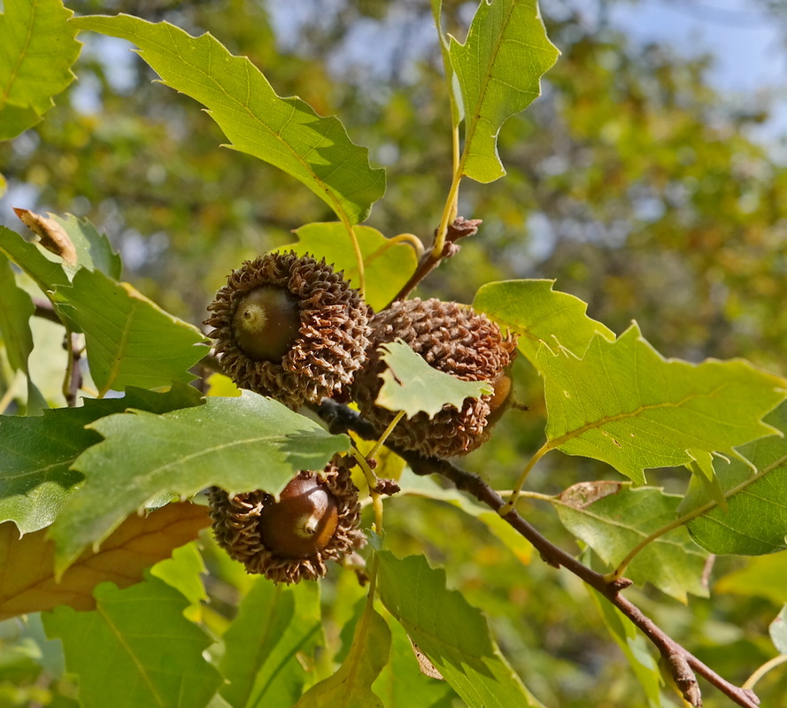 Изображение особи Quercus libani.
