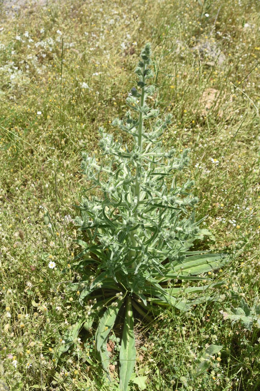 Изображение особи Echium biebersteinii.