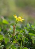 Oxalis corniculata. Верхушка побега с цветком. Израиль, г. Яффо, сорное. 06.04.2024.
