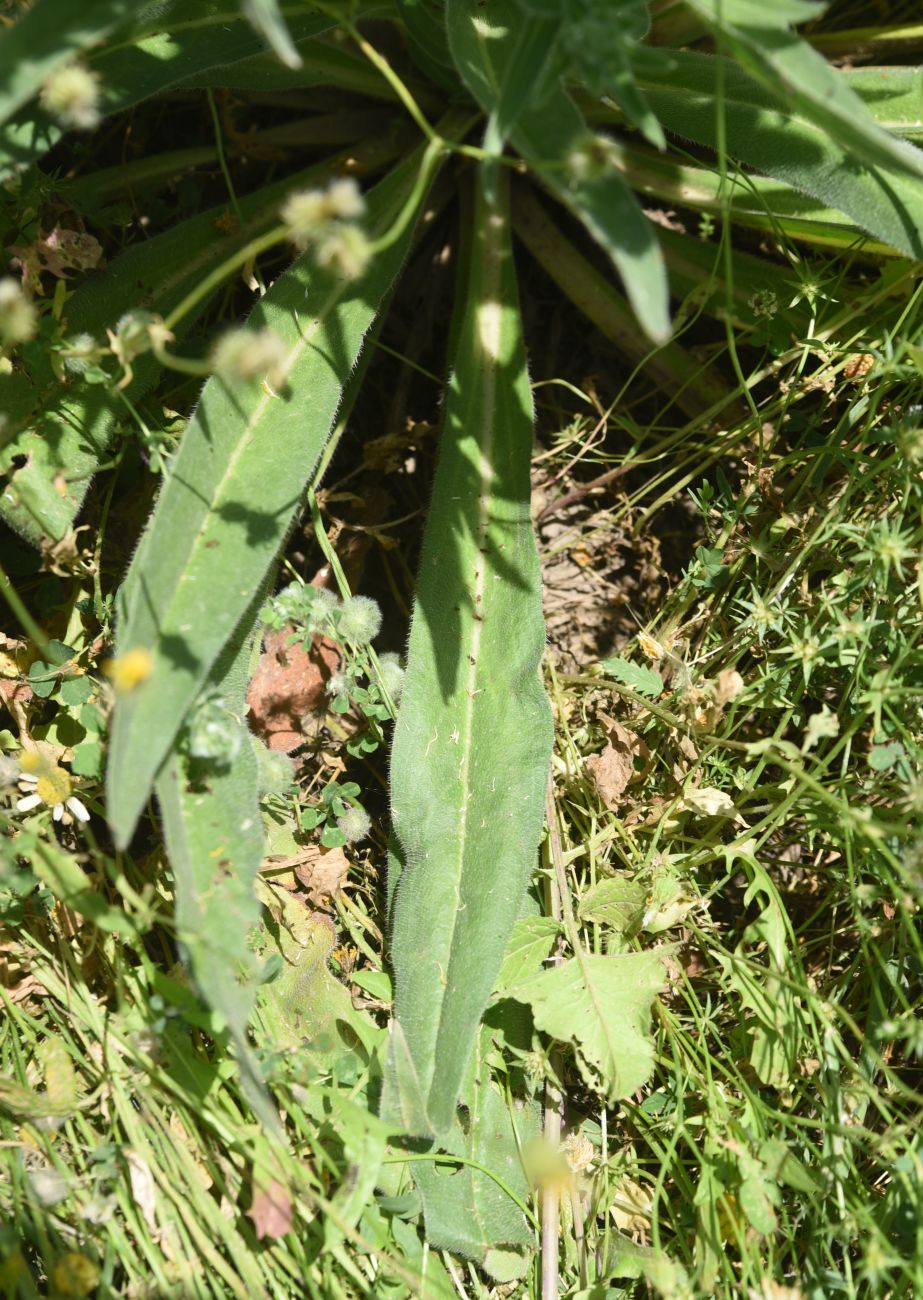 Изображение особи Echium biebersteinii.