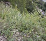 Astragalus sulcatus