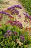 Limonium perezii. Верхушка цветущего растения. США, Калифорния, Санта-Круз, на побережье в озеленении. 26.02.2015.