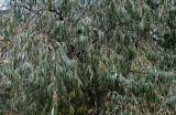 Elaeagnus angustifolia. Ветви плодоносящего растения. Дагестан, г. Дербент, сухой склон. 31.07.2022.