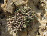 Saxifraga columnaris. Вегетирующее растение. Северная Осетия, Алагирский р-н, гора Дашсар, ок. 2600 м н.у.м., скала. 07.08.2021.