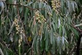 Elaeagnus angustifolia. Верхушка ветви с соплодиями. Дагестан, г. Дербент, сухой склон. 31.07.2022.