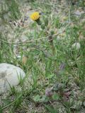 Sonchus oleraceus. Цветущее растение, поражённое тлёй. Абхазия, Гагрский р-н, с. Лдзаа, пустырь. 11.04.2024.
