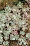 Sedum spathulifolium. Вегетирующее растение. США, Калифорния, Санта-Круз, на побережье в озеленении. 26.02.2015.