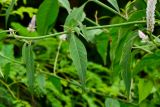 Celosia spicata