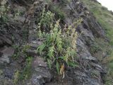 Betonica ossetica. Отцветающее растение. Северная Осетия, Алагирский р-н, окр. горы Дашсар, ок. 2300 м н.у.м., скальный выход. 07.08.2021.