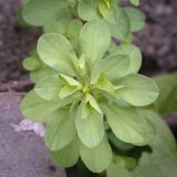 Euphorbia peplus. Верхушка цветущего побега. Абхазия, Гагрский р-н, с. Лдзаа, пустырь. 11.04.2024.