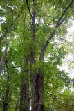 Ulmus japonica. Стволы и кроны взрослых деревьев. Сахалин, г. Южно-Сахалинск, в парке. 25.08.2023.