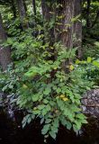 Ulmus japonica. Нижние части стволов и ветви. Сахалин, г. Южно-Сахалинск, в парке. 25.08.2023.