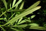 Podocarpus macrophyllus. Лист (вид снизу). Краснодарский край, Сочи, Дендрарий. 01.07.2015.