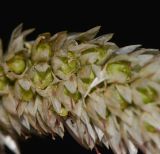 Celosia spicata