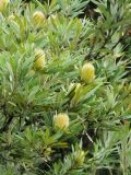 Banksia integrifolia. Часть кроны с соцветиями. США, Калифорния, Сан-Франциско, ботанический сад. 14.02.2014.