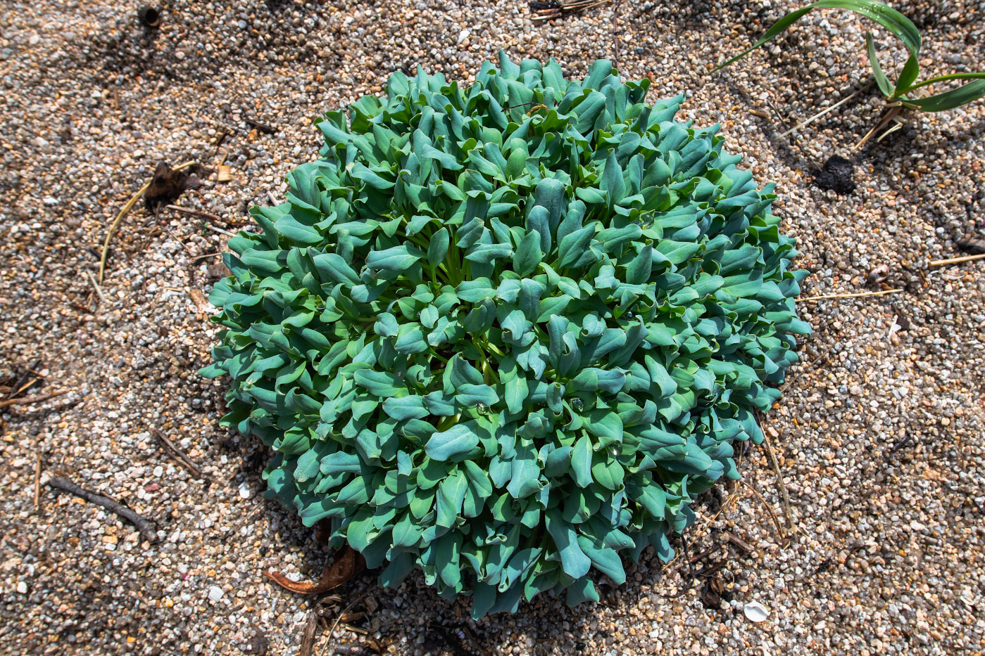 Изображение особи Mertensia maritima.