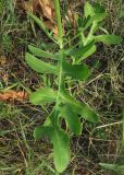 Centaurea rigidifolia