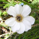 Callianthemum sajanense