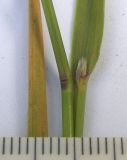 Agrostis gigantea
