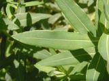Euphorbia villosa