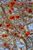Erythrina caffra. Часть кроны цветущего дерева. США, Калифорния, Санта-Барбара, возле Старой Миссии. 18.02.2014.