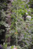 Carex atherodes