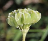 Zosima absinthifolia. Зонтичек при плодах. Дагестан, окр. с. Талги, остепнённая терраса. 21 мая 2022 г.