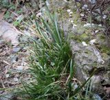 Carex divulsa. Цветущее растение. Абхазия, Гагрский р-н, с. Лдзаа, обочина дороги. 11.04.2024.