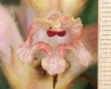 Orobanche caryophyllacea. Цветок. Дагестан, окр. с. Талги, луг в понижении на месте бывшего карьера (паразитирует на Galium verum). 21 мая 2022 г.