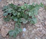 Acanthus mollis. Вегетирующее растение с повреждёнными листьями. Абхазия, Гагрский р-н, с. Лдзаа, обочина дороги. 11.04.2024.