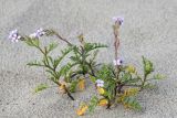 Cakile maritima. Цветущее растение. США, Калифорния, Санта-Барбара, дюны на пляже. 27.02.2017.