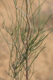 Calligonum aphyllum. Часть ветви. Калмыкия, Яшкульский р-н, окр. пос. Утта, пески. 17.07.2023.