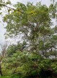 Populus alba. Взрослое дерево. Дагестан, Кумторкалинский р-н, долина р. Шураозень, берег реки. 30.04.2022.