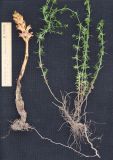 Orobanche caryophyllacea. Извлечённое из земли растение с растением-хозяином (Galium verum). Дагестан, окр. с. Талги, луг в понижении на месте бывшего карьера. 21 мая 2022 г.