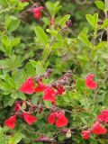 Salvia greggii. Верхушки побегов с соцветиями. США, Калифорния, Санта-Круз, на побережье в озеленении. 26.02.2015.