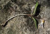 Erythronium caucasicum. Выкопанное цветущее растение с луковицей и частью корней. Краснодарский край, Туапсинский р-н, гора Индюк, буково-каштановый лес на юго-западном склоне горы, выс. ≈ 800 м н.у.м. 01.04.2017.