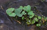 Petasites radiatus. Вегетирующие растения. Хакасия, Аскизский р-н, долина р. Аскиз, в воде у берега. 12.06.2022.