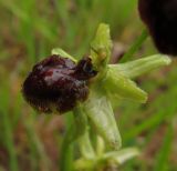Ophrys подвид passionis