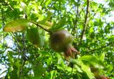Punica granatum. Созревающий плод на одичавшем дереве у пляжа. Абхазия, Гудаутский р-н, г. Новый Афон. 19 июля 2008 г.