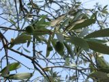 Olea europaea. Ветвь с незрелыми плодами. Абхазия, Гудаутский р-н, г. Новый Афон. 15 июля 2008 г.