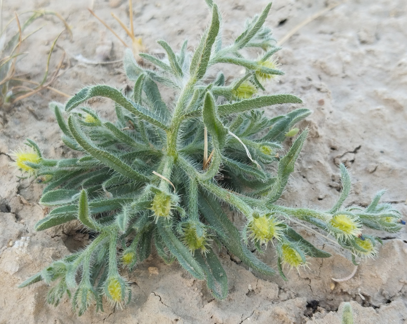 Изображение особи Heterocaryum rigidum.