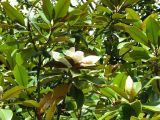 Magnolia grandiflora. Ветви с цветком и бутоном. Республика Абхазия, г. Новый Афон. Приморский парк. 15 июля 2008 г. Средней высоты дерево. В культуре.