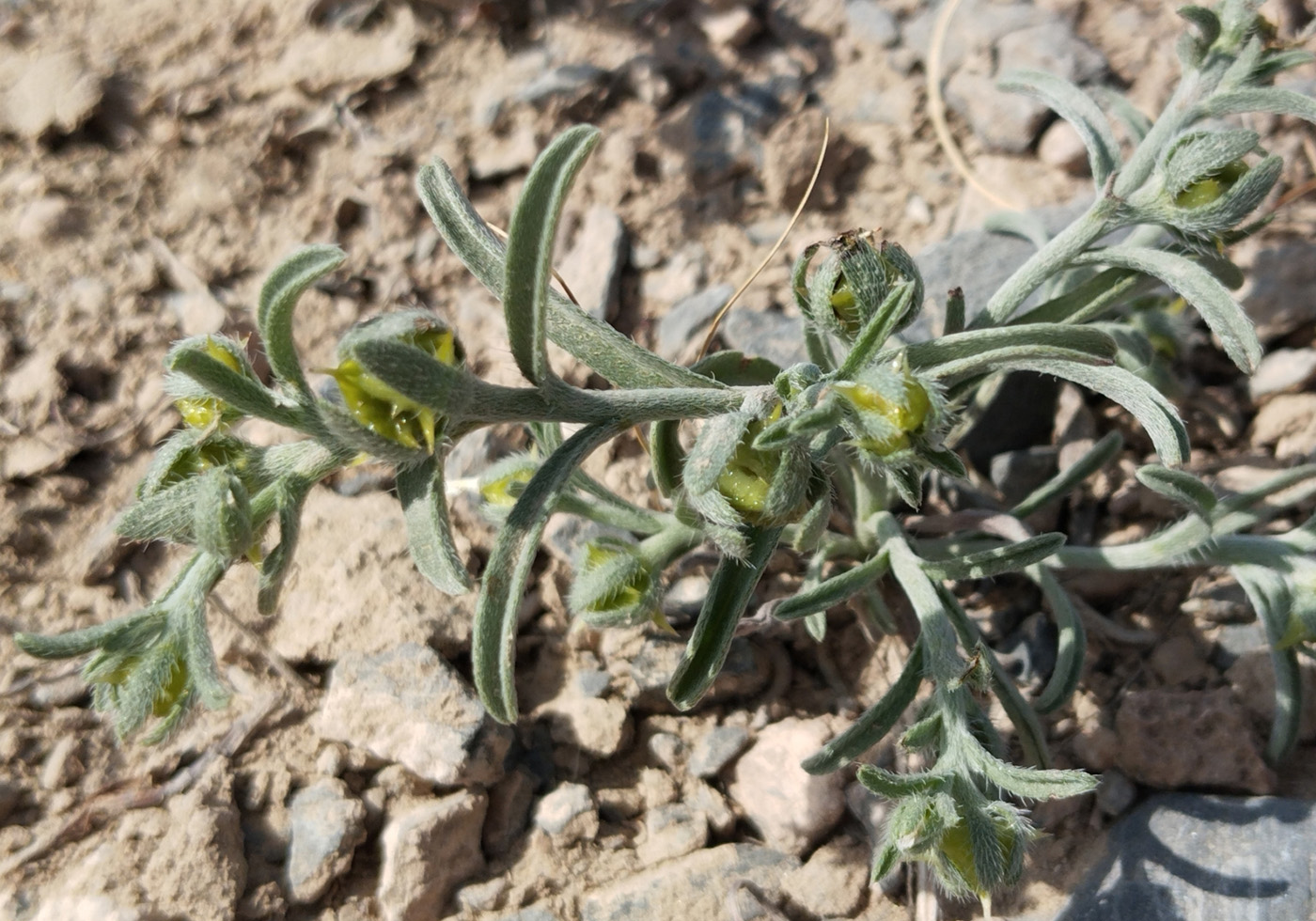 Изображение особи Lappula ceratophora.