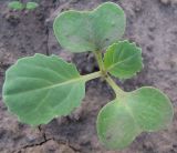 Brassica rapa ssp. pekinensis