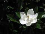Magnolia grandiflora. Цветок на конце ветви. Абхазия, Гудаутский р-н, г. Новый Афон. Приморский парк, в культуре. 15 июля 2008 г.