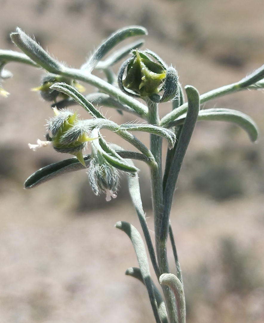 Изображение особи Lappula ceratophora.